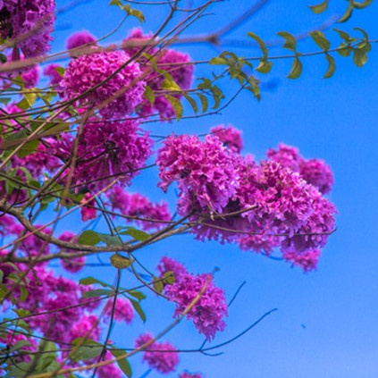紫花风铃木5.jpg
