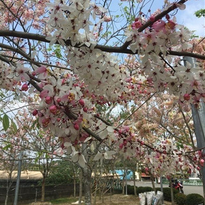 花旗木苗